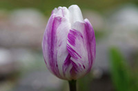 Spring 2021 Tulips