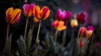 Tulips Pentax 100mm macro