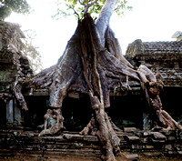 Ta Phrom Temple